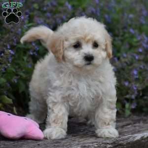 Baxter, Bich-Poo Puppy